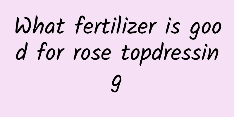 What fertilizer is good for rose topdressing