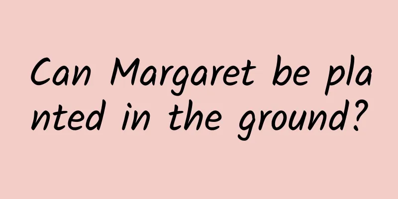 Can Margaret be planted in the ground?