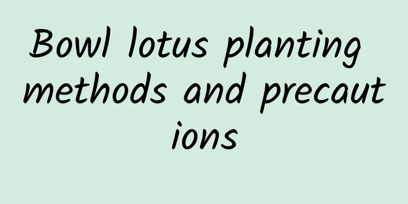Bowl lotus planting methods and precautions