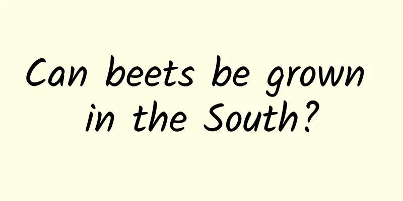 Can beets be grown in the South?