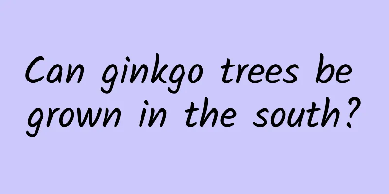 Can ginkgo trees be grown in the south?