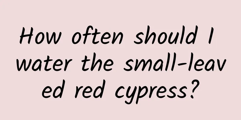 How often should I water the small-leaved red cypress?