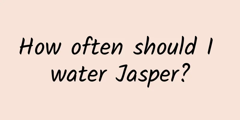 How often should I water Jasper?