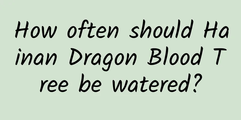 How often should Hainan Dragon Blood Tree be watered?
