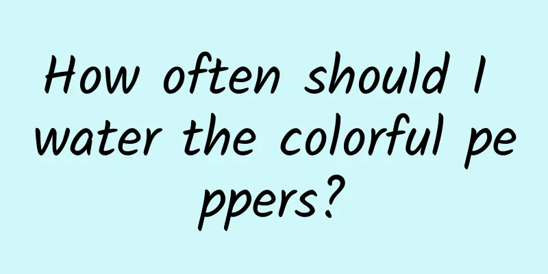 How often should I water the colorful peppers?
