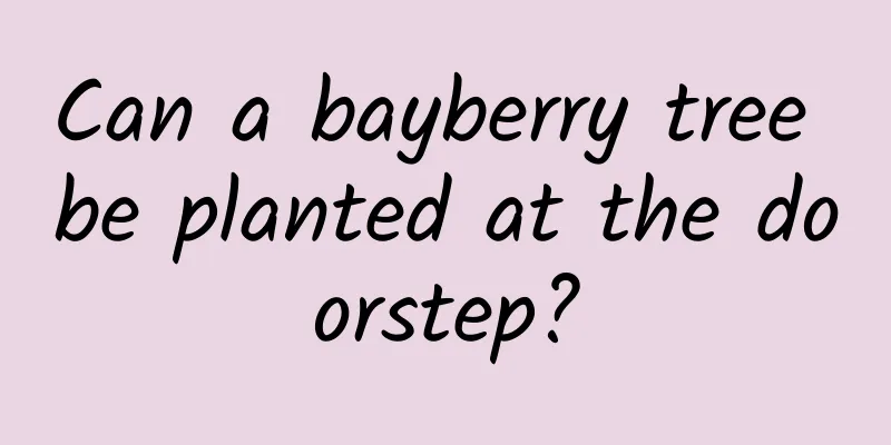 Can a bayberry tree be planted at the doorstep?