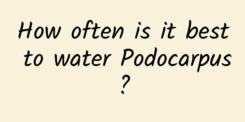 How often is it best to water Podocarpus?