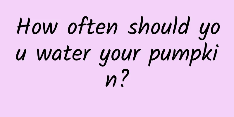 How often should you water your pumpkin?