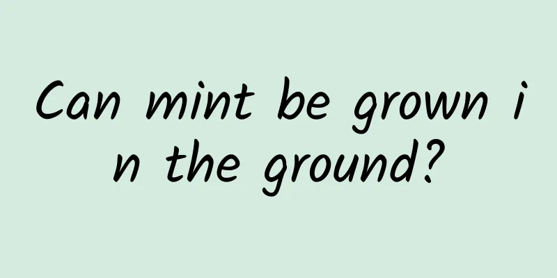 Can mint be grown in the ground?
