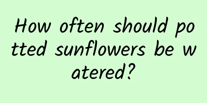 How often should potted sunflowers be watered?