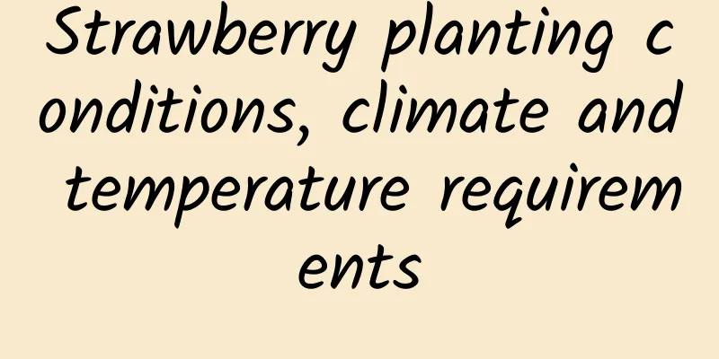 Strawberry planting conditions, climate and temperature requirements
