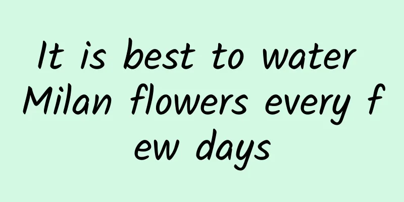 It is best to water Milan flowers every few days