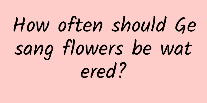 How often should Gesang flowers be watered?