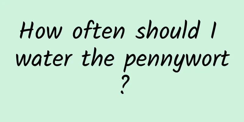 How often should I water the pennywort?