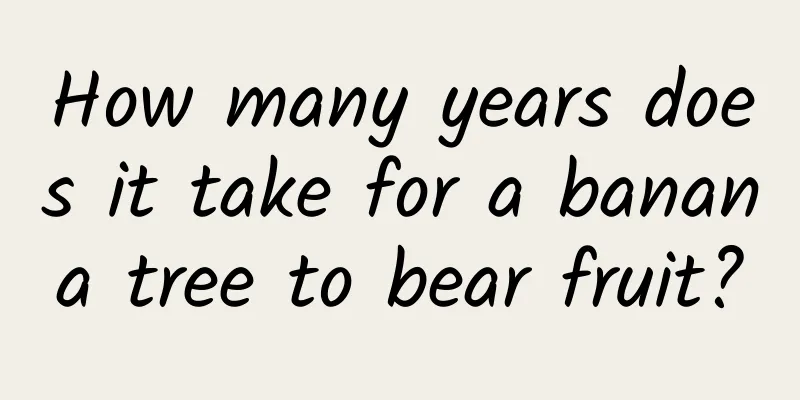 How many years does it take for a banana tree to bear fruit?