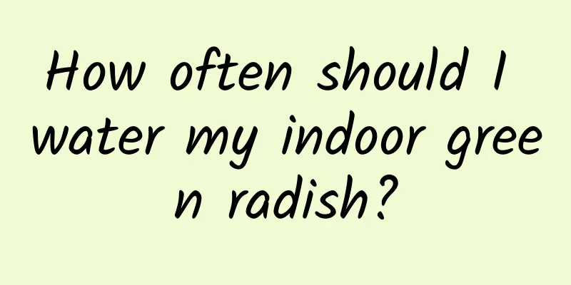 How often should I water my indoor green radish?