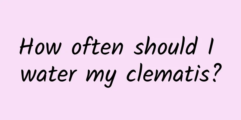 How often should I water my clematis?