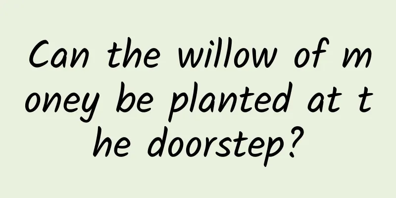 Can the willow of money be planted at the doorstep?