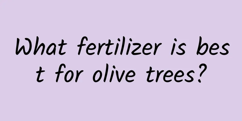 What fertilizer is best for olive trees?