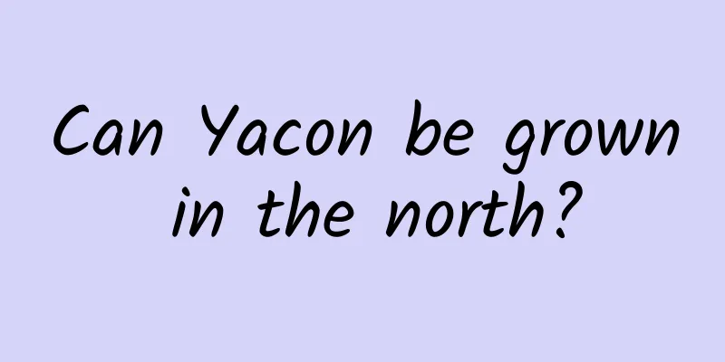 Can Yacon be grown in the north?