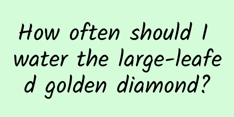 How often should I water the large-leafed golden diamond?