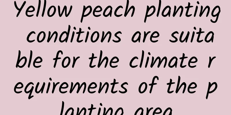 Yellow peach planting conditions are suitable for the climate requirements of the planting area