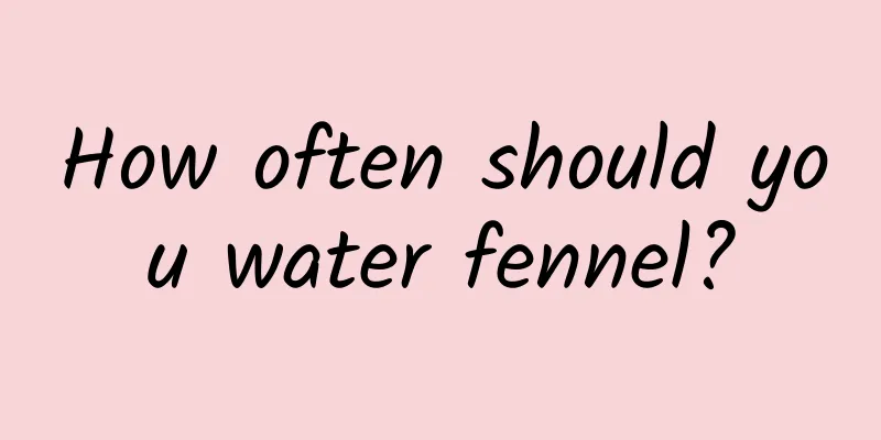 How often should you water fennel?