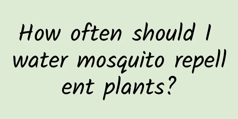 How often should I water mosquito repellent plants?