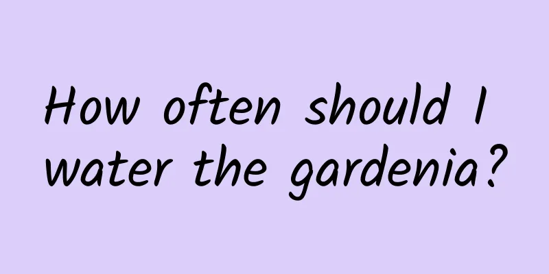 How often should I water the gardenia?