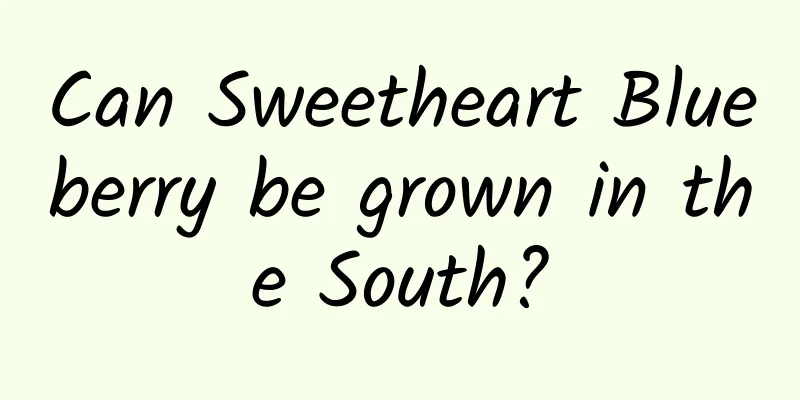Can Sweetheart Blueberry be grown in the South?