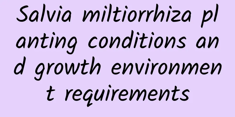 Salvia miltiorrhiza planting conditions and growth environment requirements