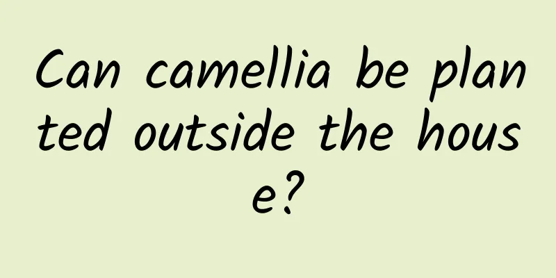 Can camellia be planted outside the house?
