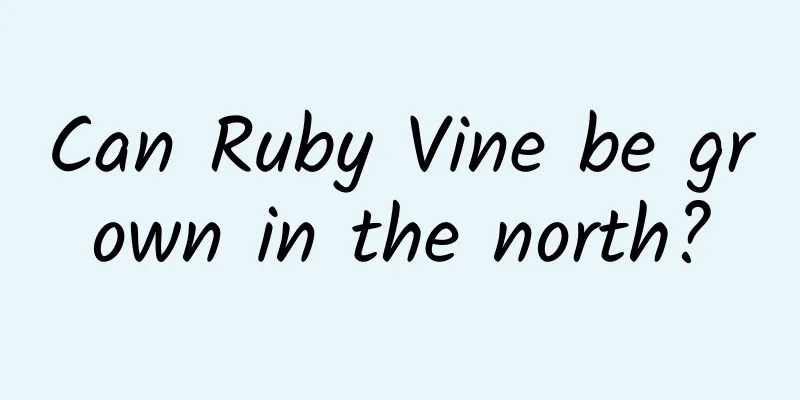 Can Ruby Vine be grown in the north?
