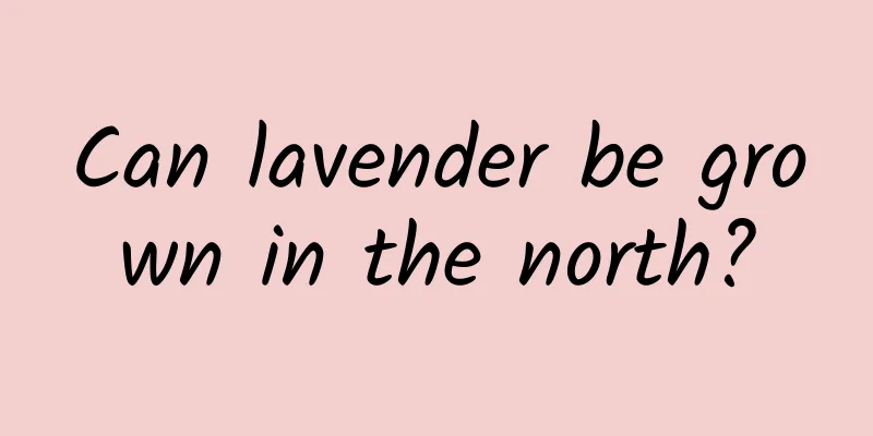 Can lavender be grown in the north?