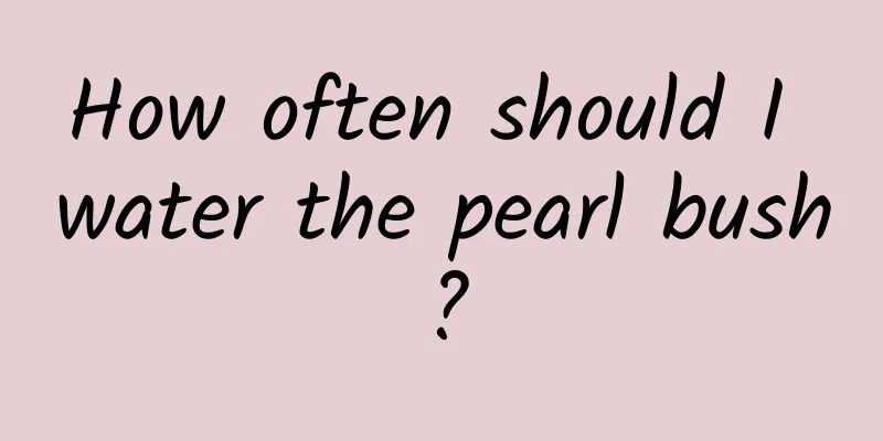 How often should I water the pearl bush?