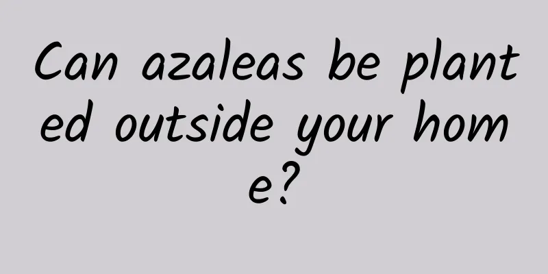 Can azaleas be planted outside your home?
