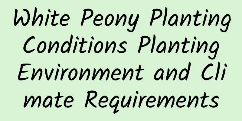 White Peony Planting Conditions Planting Environment and Climate Requirements