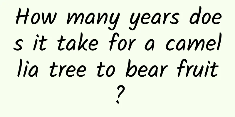 How many years does it take for a camellia tree to bear fruit?