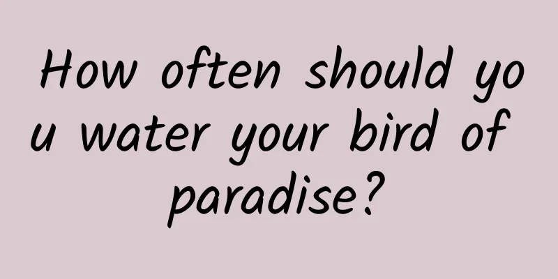 How often should you water your bird of paradise?
