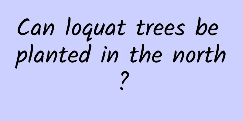 Can loquat trees be planted in the north?