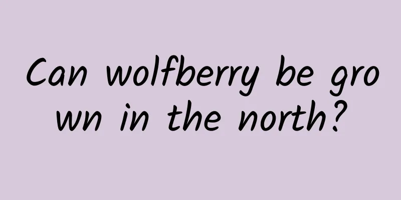 Can wolfberry be grown in the north?