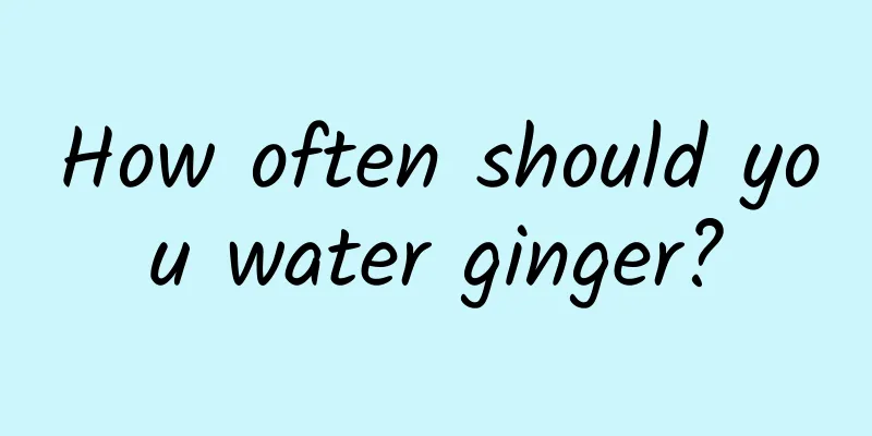 How often should you water ginger?