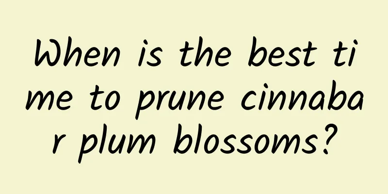 When is the best time to prune cinnabar plum blossoms?