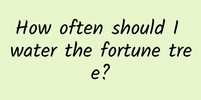 How often should I water the fortune tree?