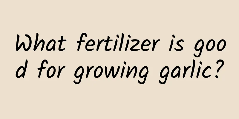 What fertilizer is good for growing garlic?