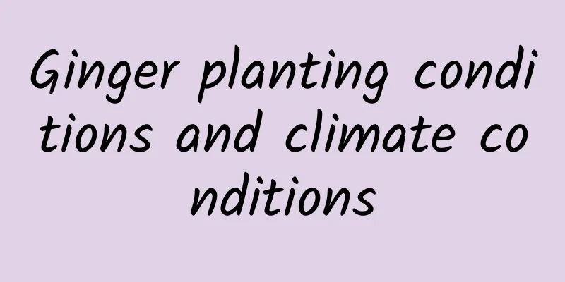 Ginger planting conditions and climate conditions