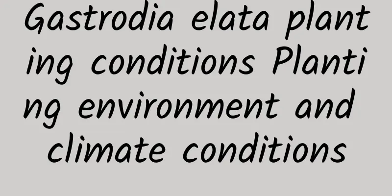 Gastrodia elata planting conditions Planting environment and climate conditions