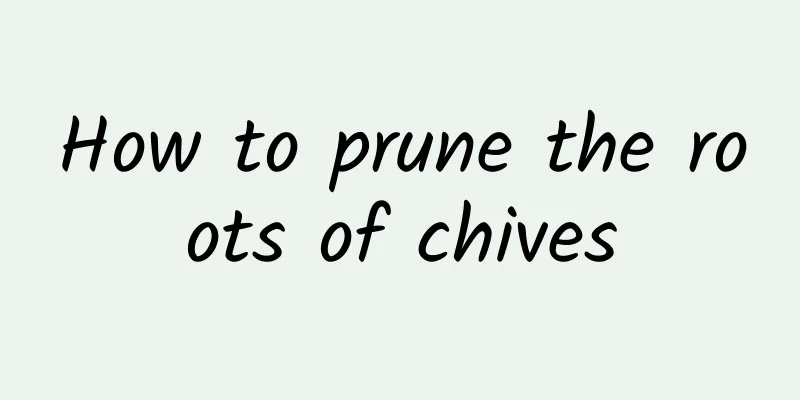 How to prune the roots of chives