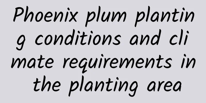 Phoenix plum planting conditions and climate requirements in the planting area