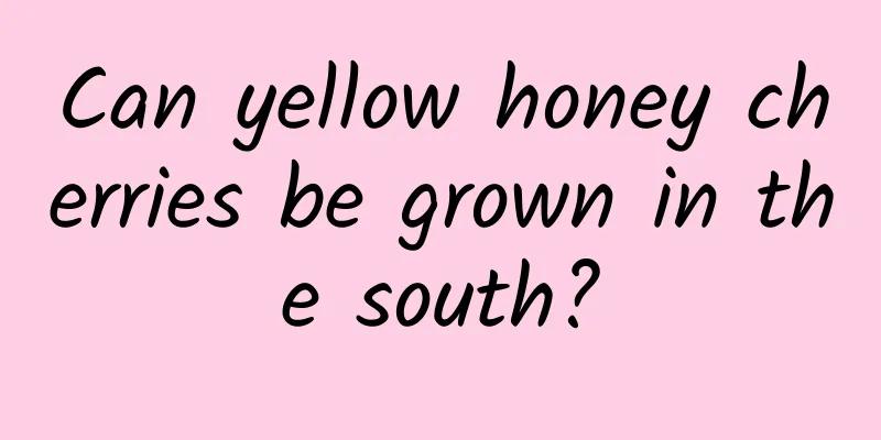 Can yellow honey cherries be grown in the south?